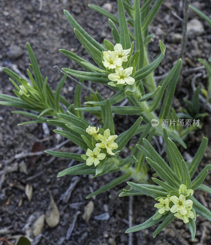 紫草(Lithospermum ruderale)是琉璃苣科的一种开花植物，俗称西洋石籽或柠檬草，发现于黄石国家公园。